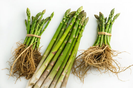 Asparagus Racemosus Extract